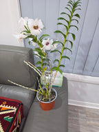 Dendrobium Snow Festival