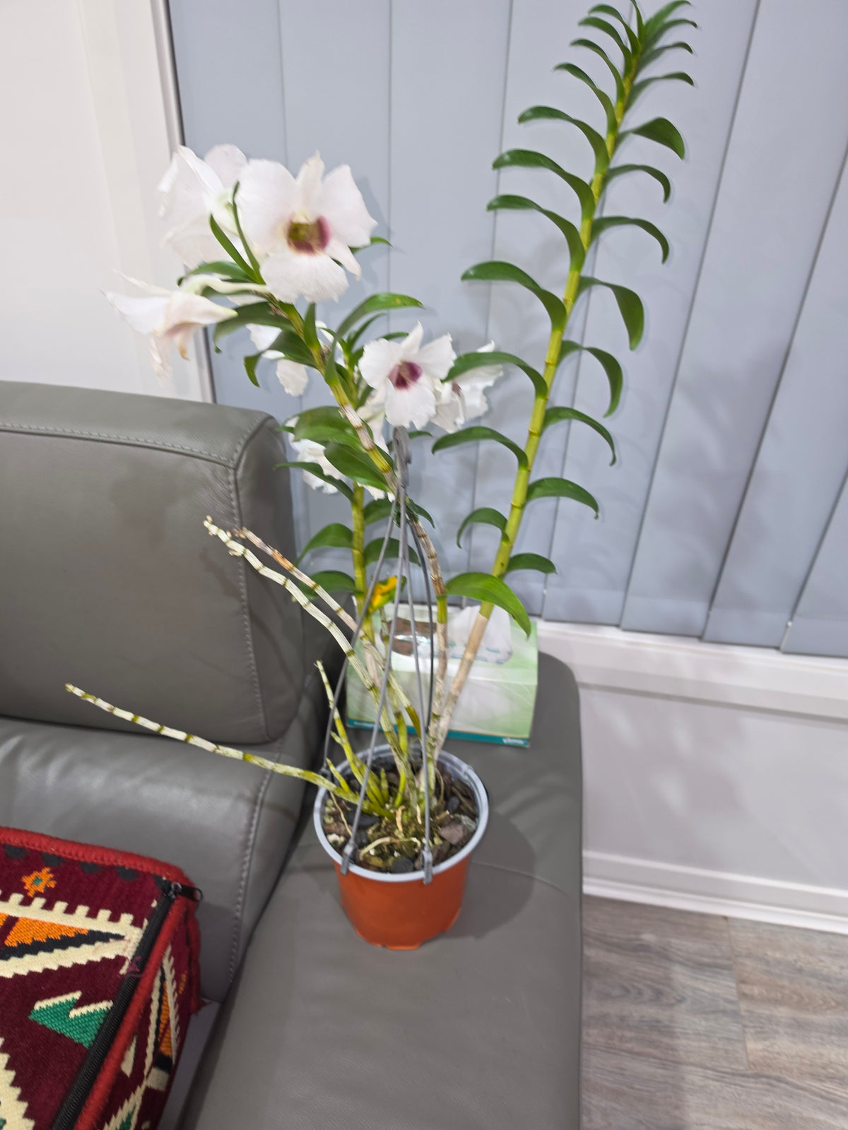 Dendrobium Snow Festival