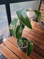 Dendrobium Burana Jade (Variegated Green) (Flowering Size)
