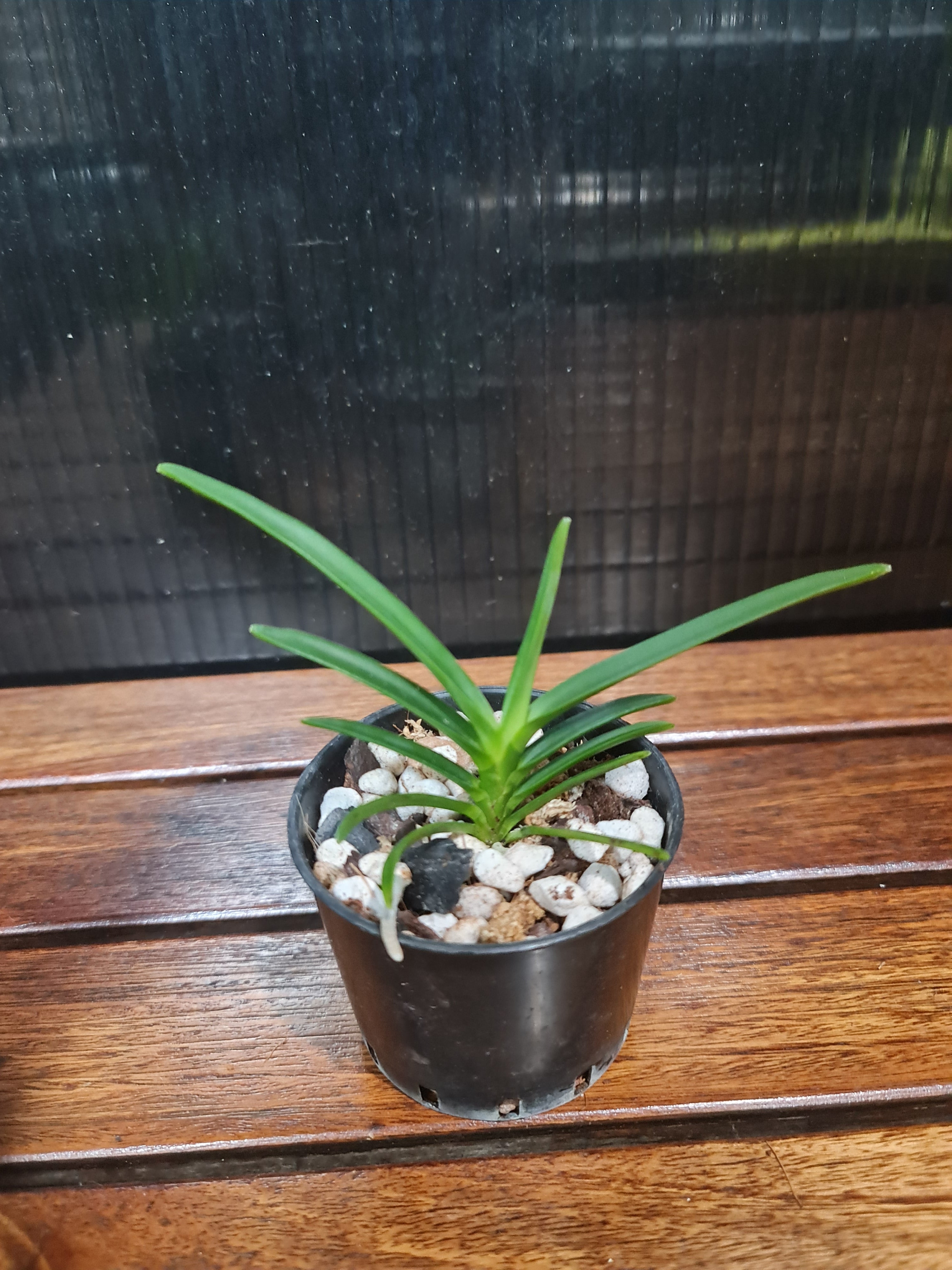Vanda Peaches Secondary image