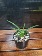 Vanda Peaches