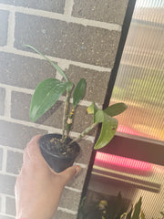 Dendrobium farmeri fma. petaloid album (RARE SPECIES)