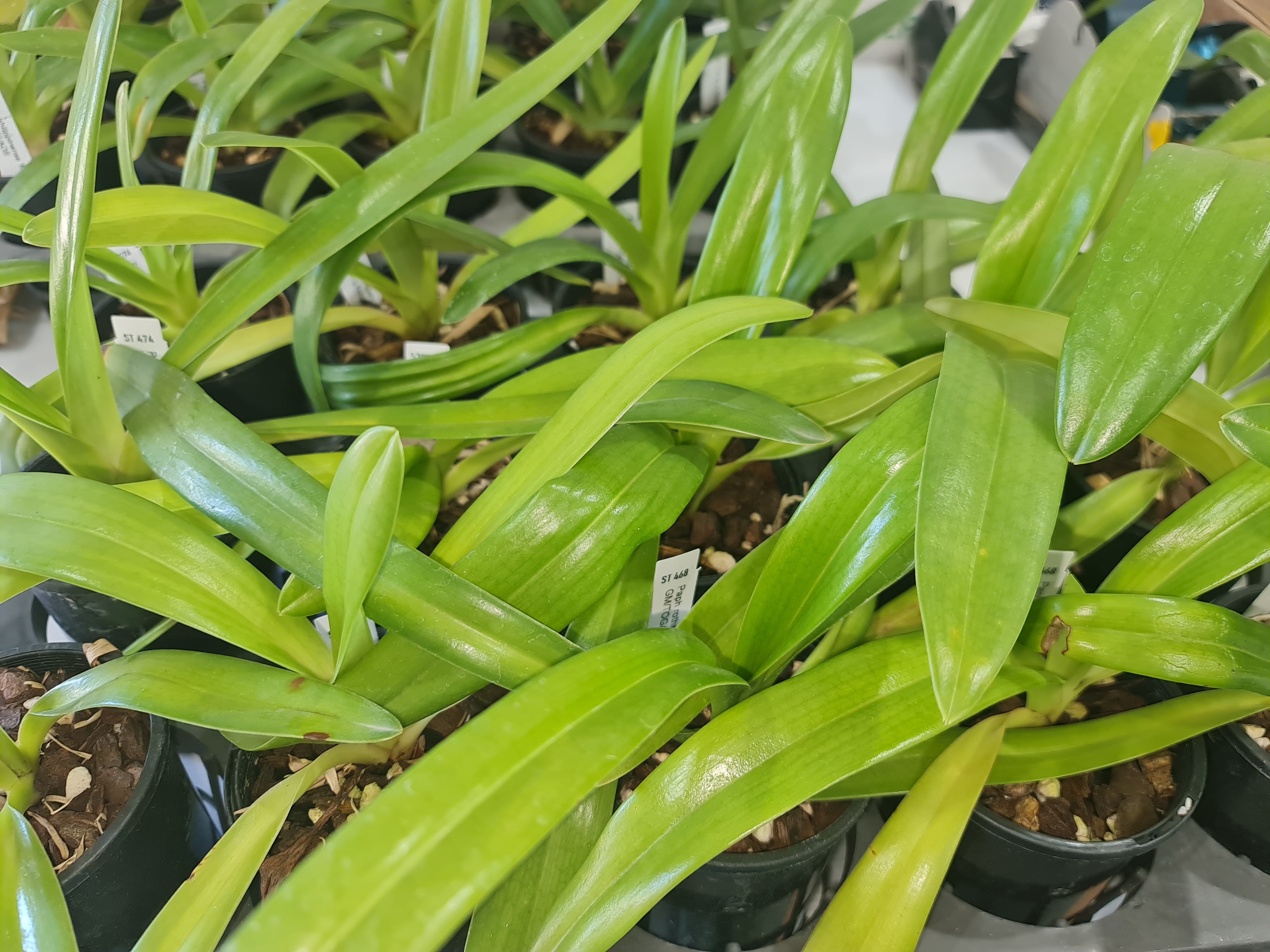 Paphiopedilum rothschildianum (Sunlight Giant x Mount Millais 'FCC /AOC') Secondary image