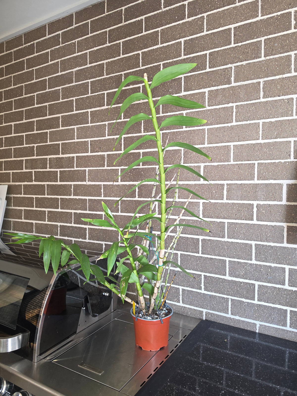 Dendrobium Smillieae (Advanced Size)