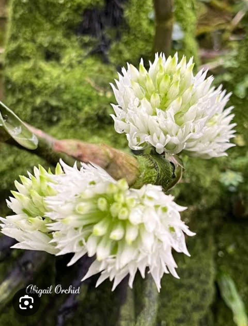 Dendrobium capituliflorum (Rare Species) Main image