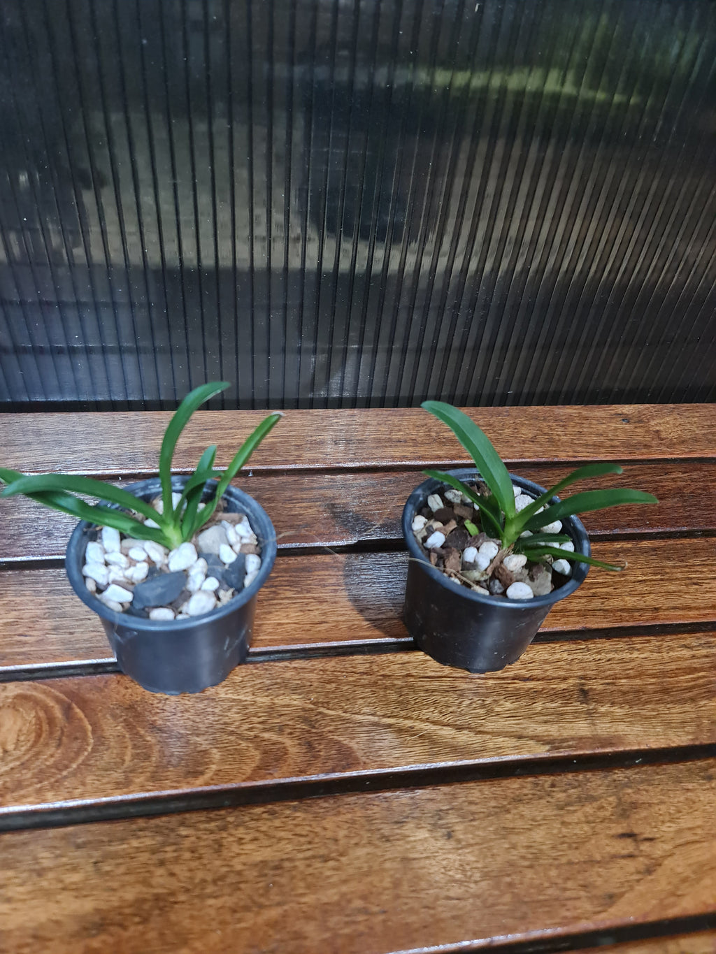 Sobennikoffia Robusta Angraceum ( Fragrant Species)