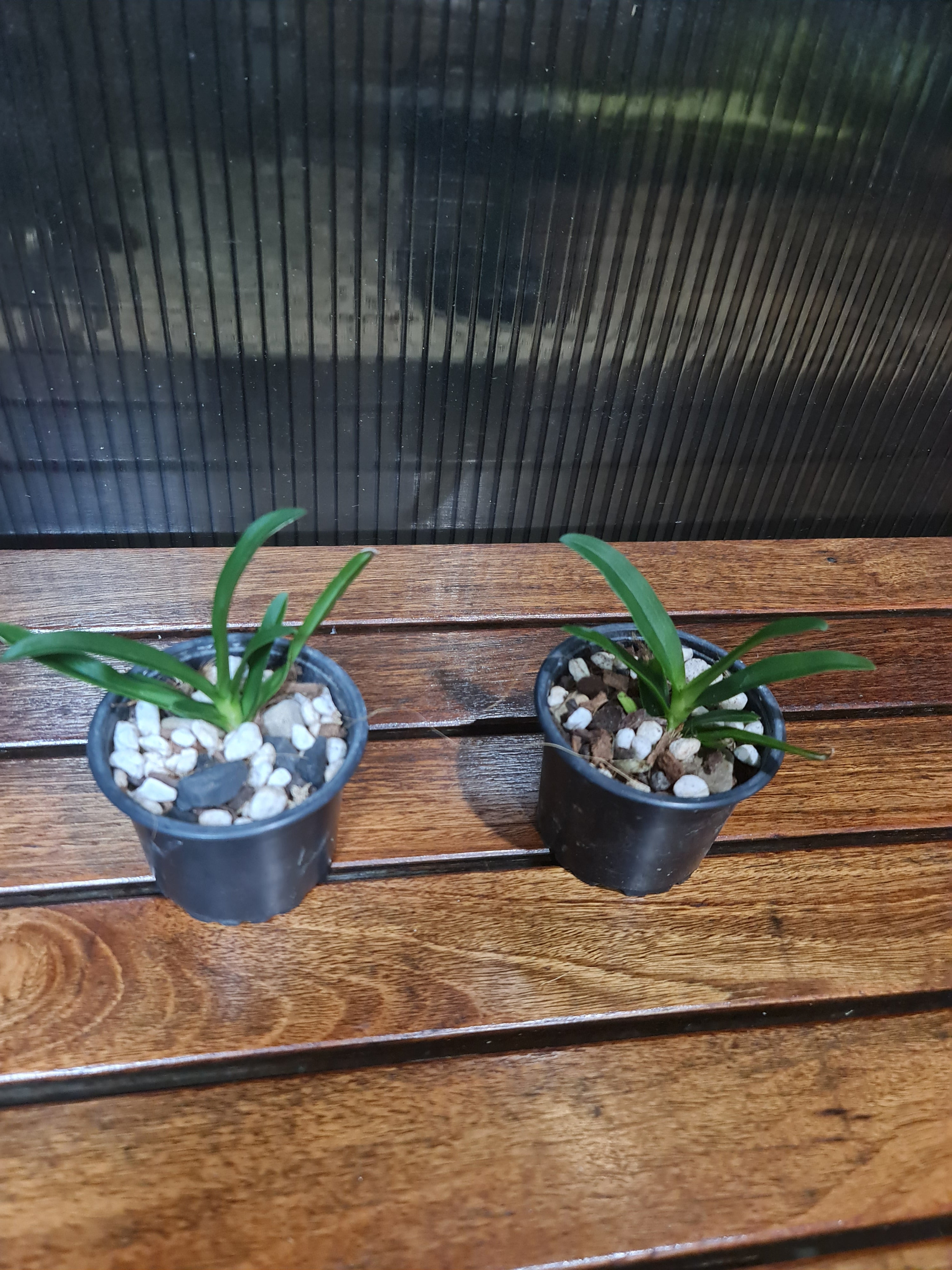 Sobennikoffia Robusta Angraceum ( Fragrant Species)