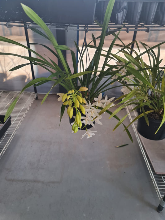 Very Fragrant (IN FLOWERS NOW) Cymbidium ( SARAH JEAN 'ICE CASCADE')