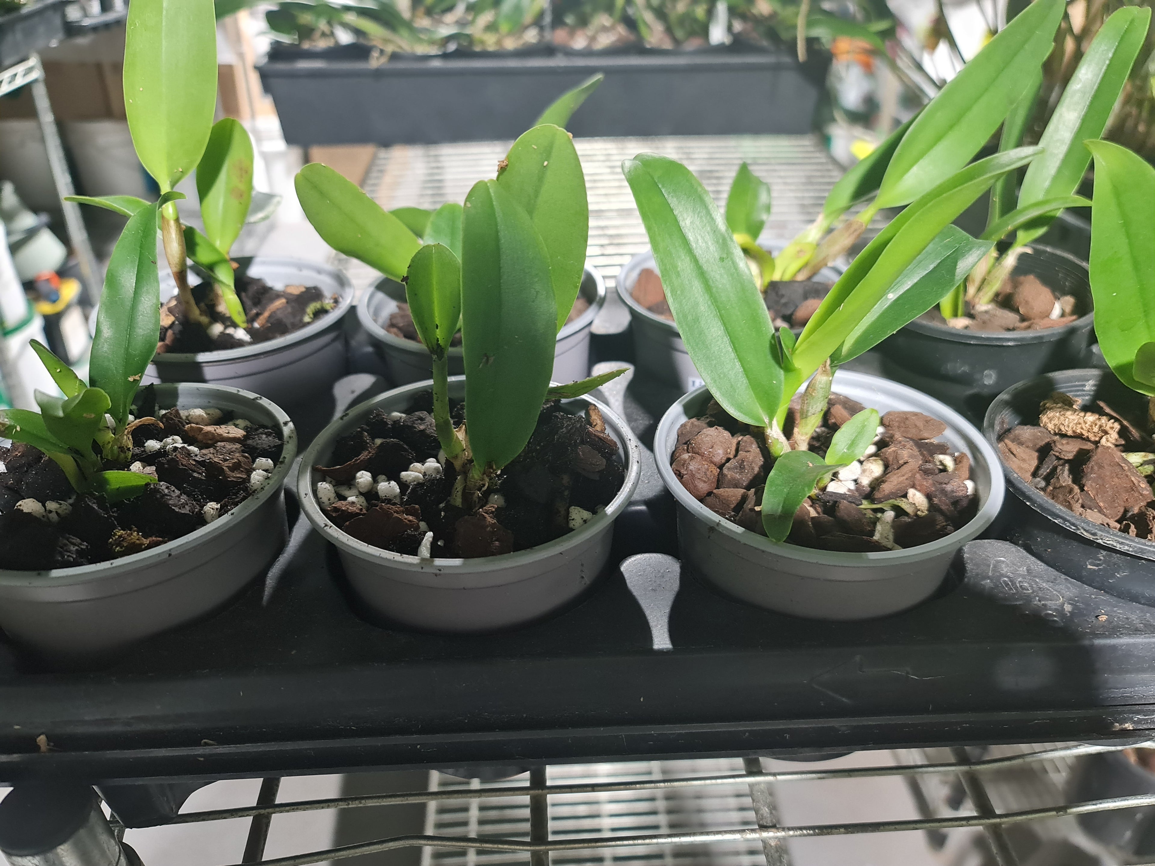 Blc. Nell Hammer (Fragrant)
