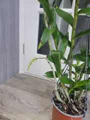 (In buds now) Dendrobium Amethystoglossum (Fragrant Species From Philippines)