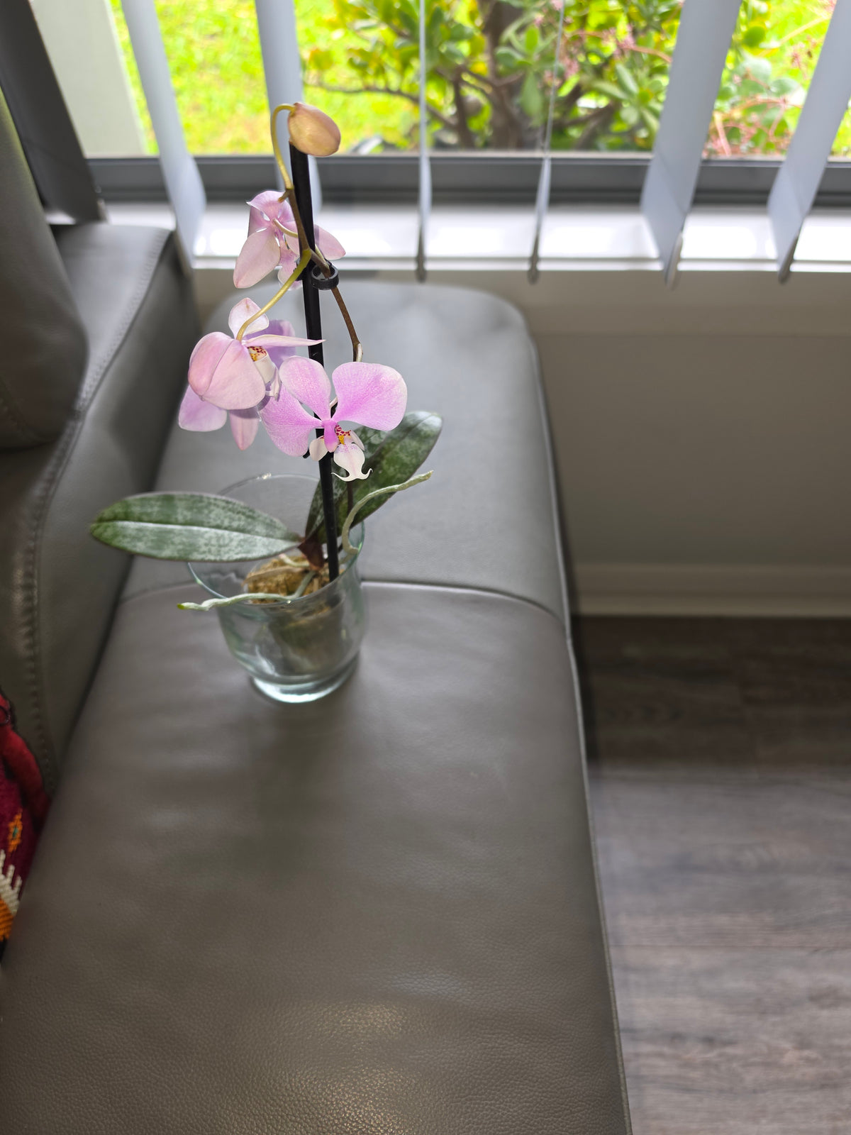 Phalaenopsis Schilleriana (In flowers Now)