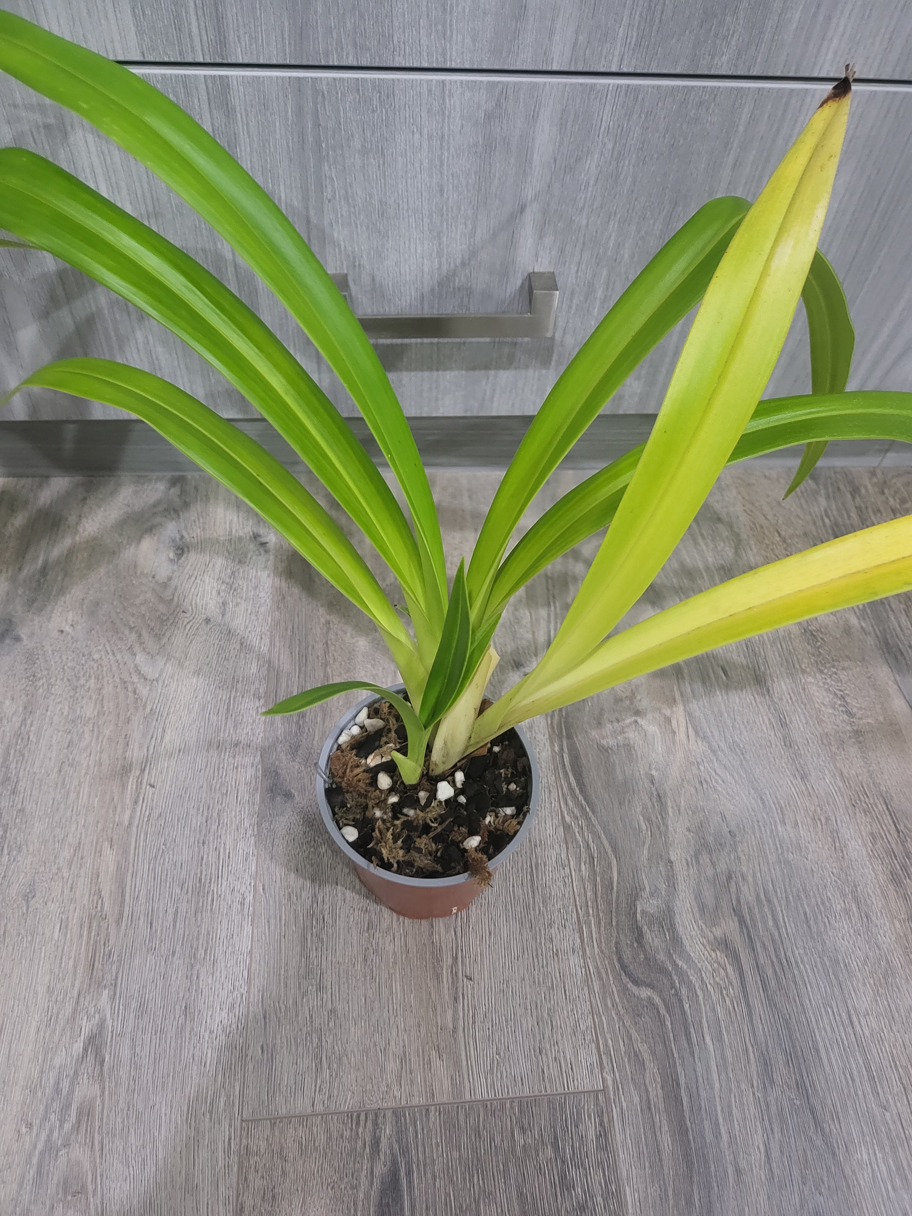 Phragmipedium longifolium