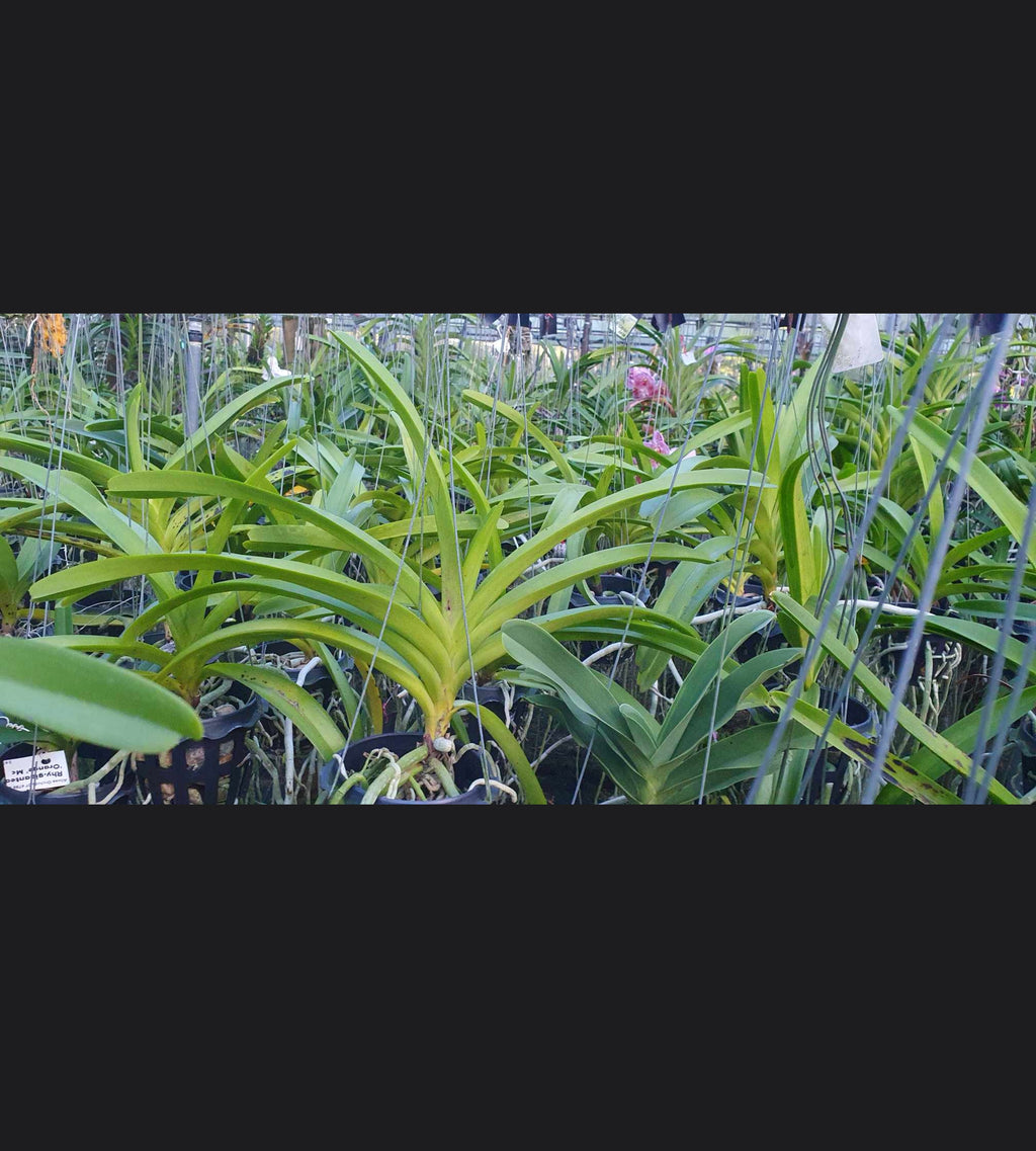 Vascostylis (lawrenceae x Pine River)