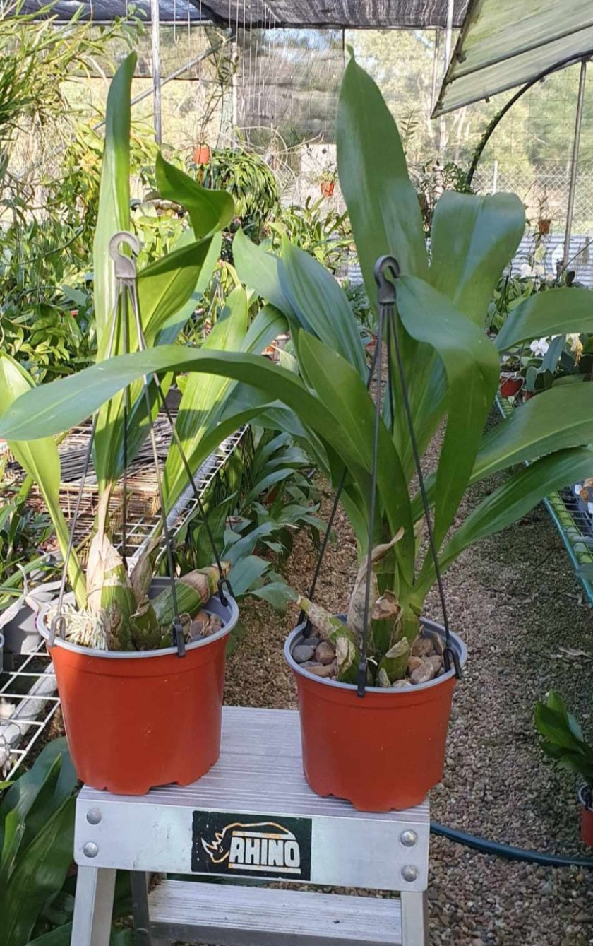 Grammatophyllum scriptum Brown