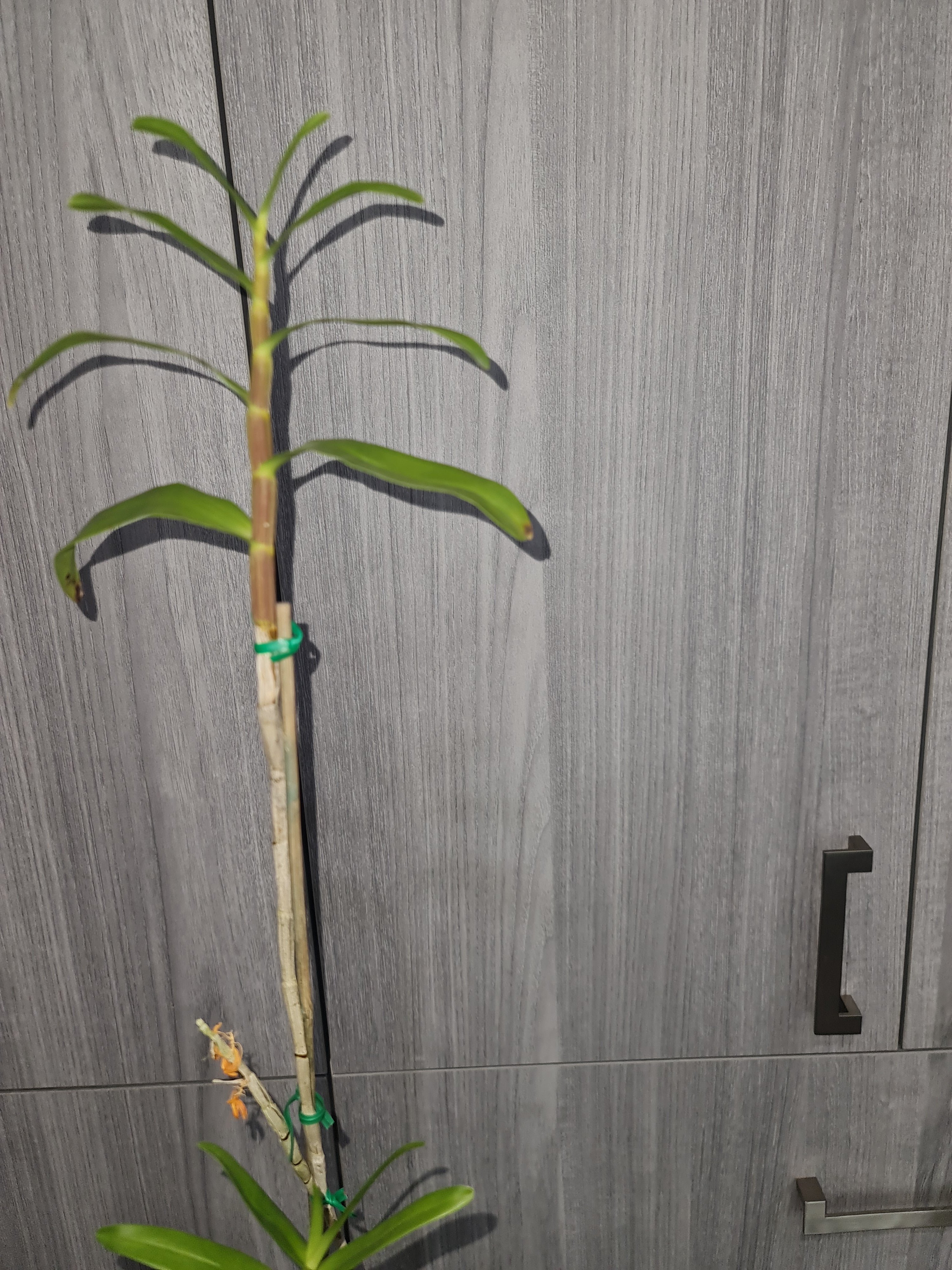 Dendrobium tiongii Secondary image