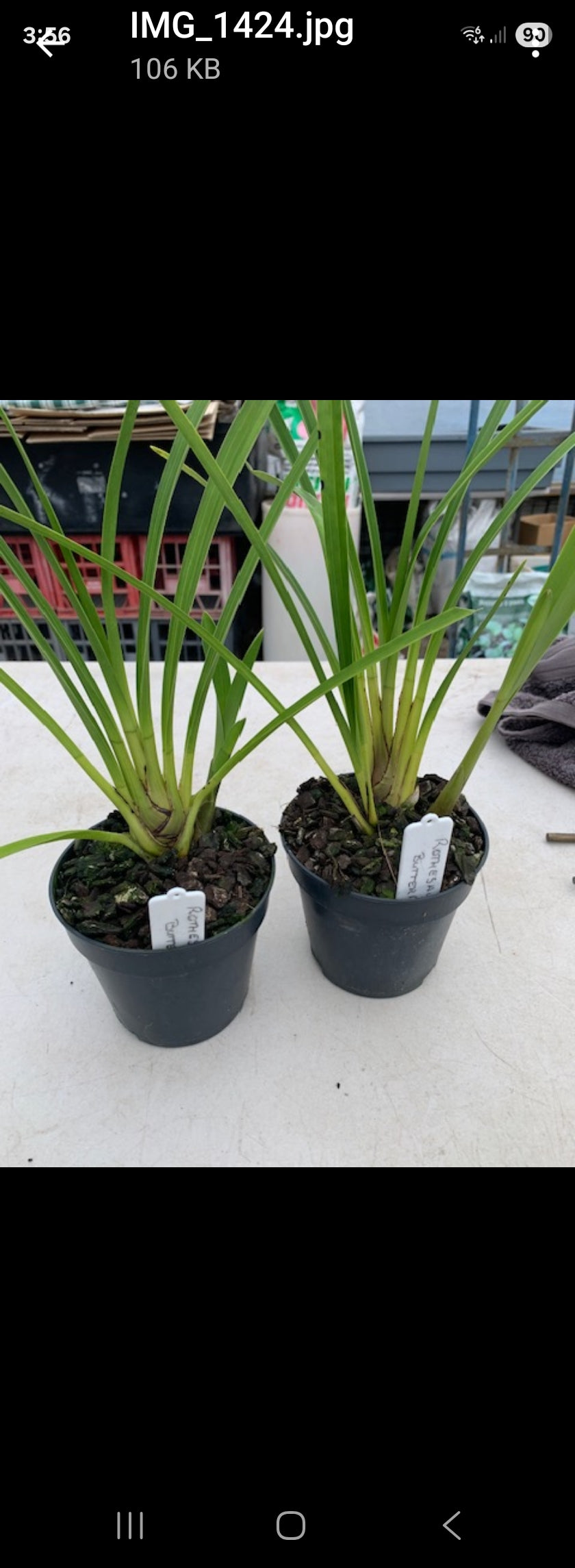 Cymbidium Rothesy 'Butterfly' (Peloric) Secondary image