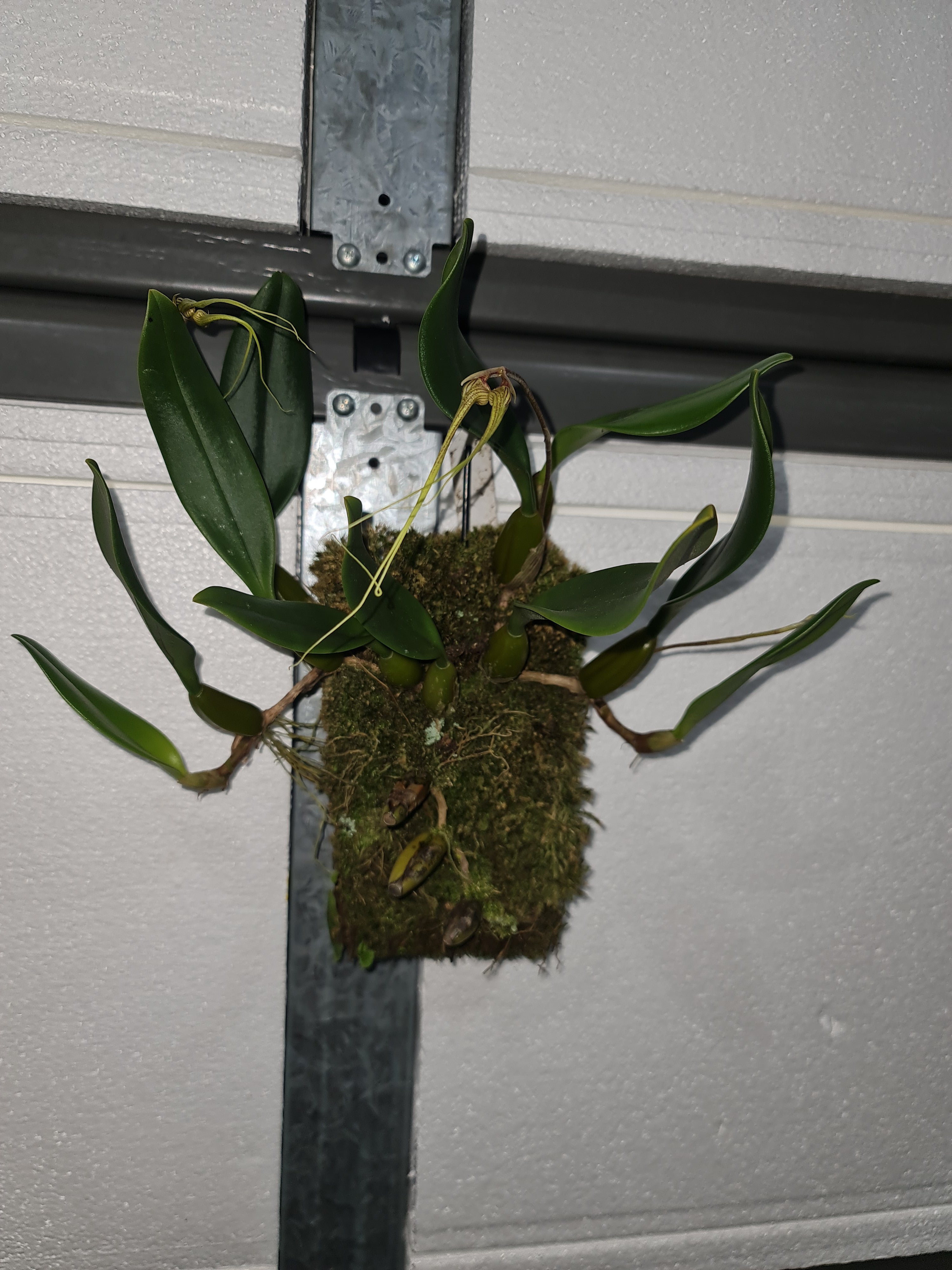 (IN FLOWER SPIKE) Bulbophyllum Fascination ‘Bill’s Pride’ HCC/AOS Secondary image