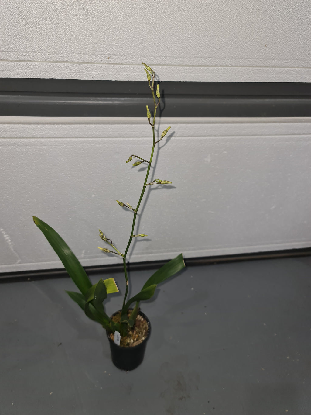 Oncidium Rex's Luck 'Firefly' (In Spike)