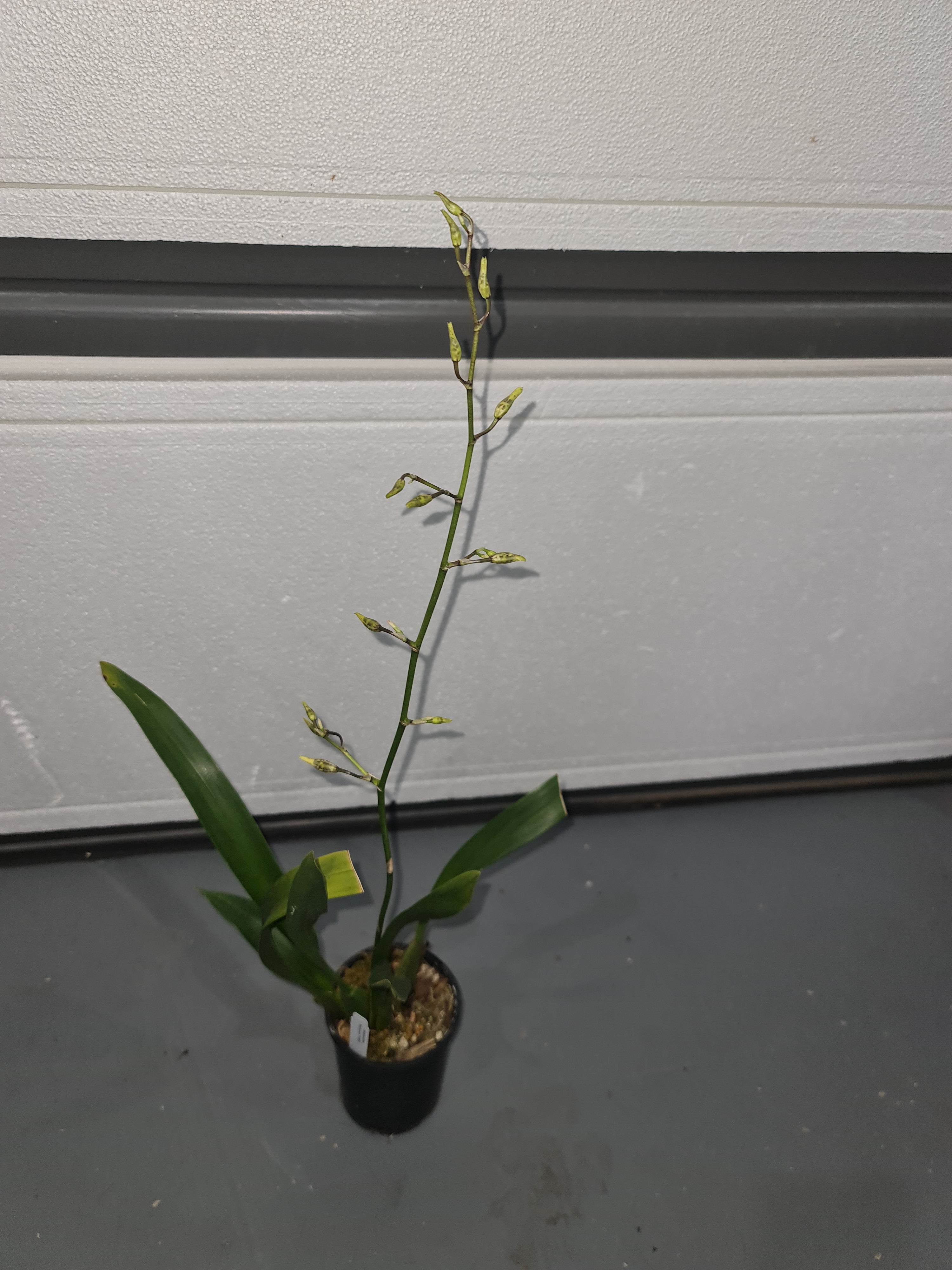Oncidium Rex's Luck 'Firefly' (In Spike)