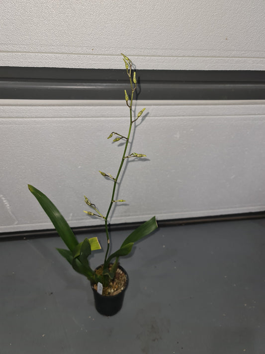 Oncidium Rex's Luck 'Firefly' (In Spike)