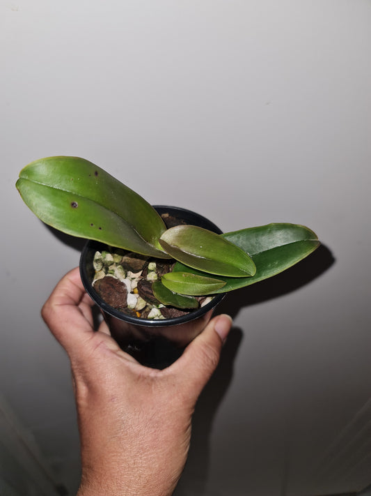 Cattleya dowiana v. aurea (3N) - Rare Fragrant Species
