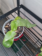 Phalaenopsis Violacea (Flowering Size)