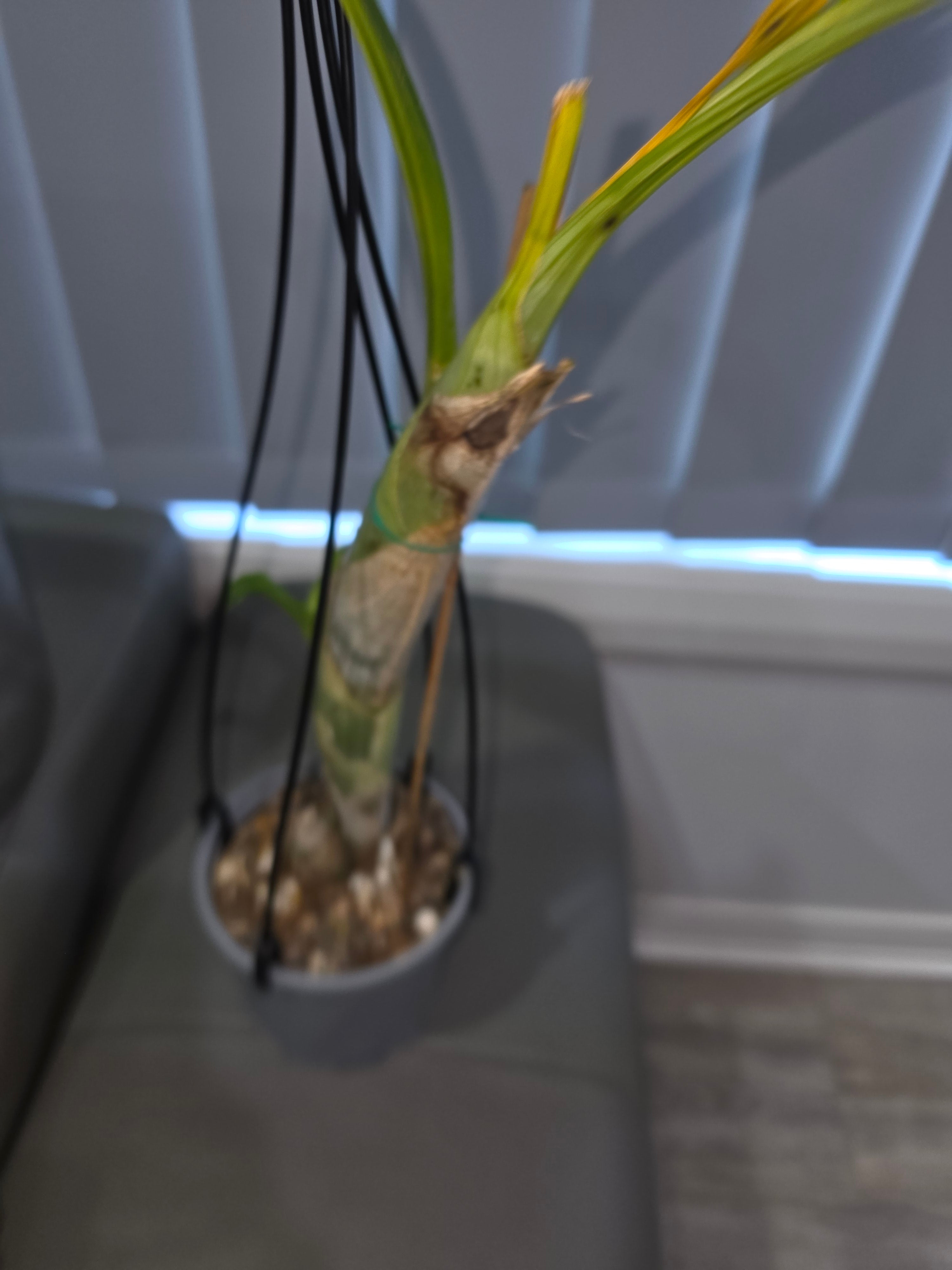 Catasetum Orchidglade 'Davie Ranches' AM/AOS. Secondary image
