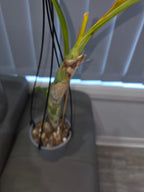 Fdk. After Hours 'SVO Way Good' x Ctsm. John C. Burchett 'Ursa Major' FCC/AOS