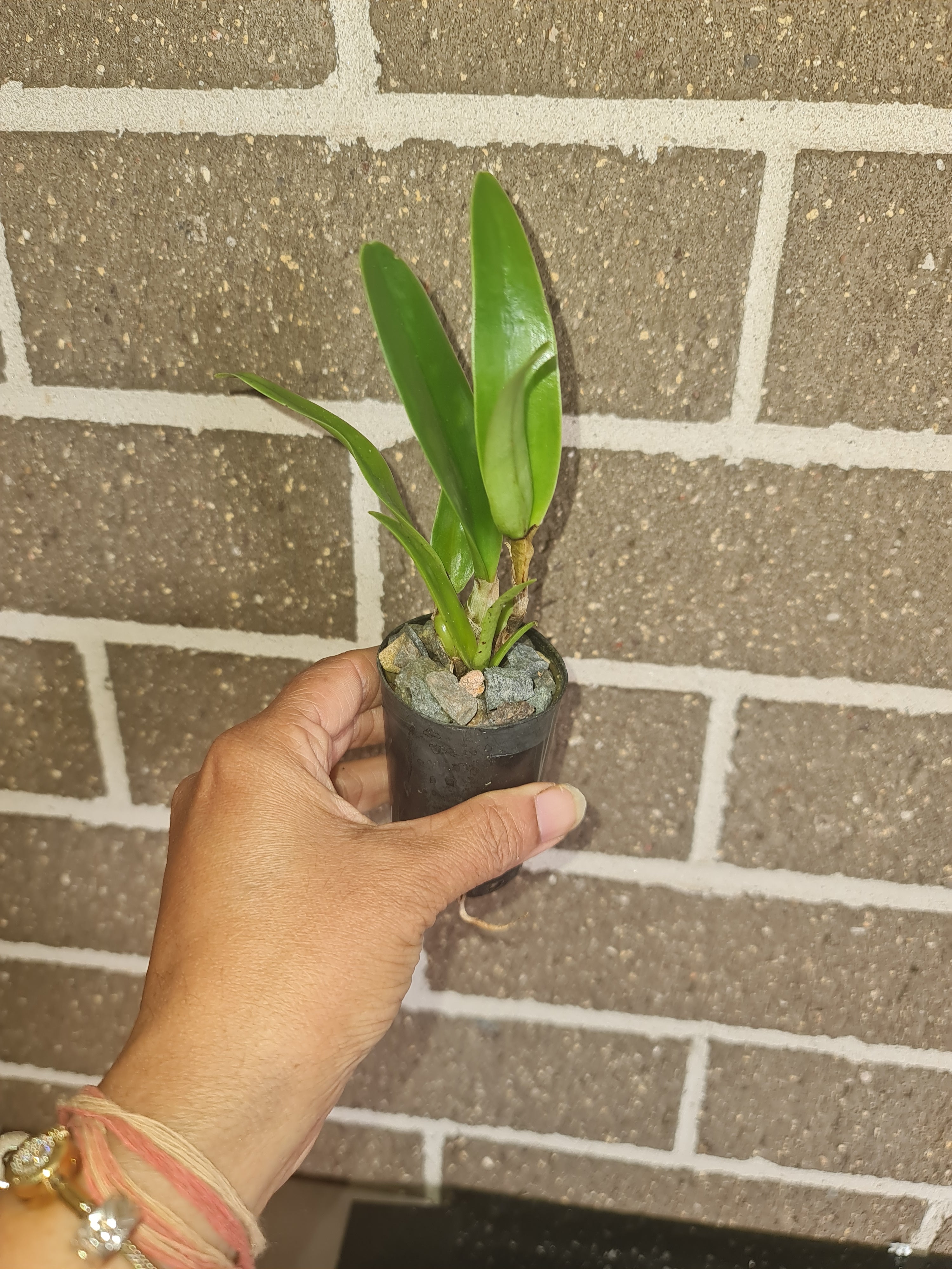 Cattleya Bowringiana var. Coerulea