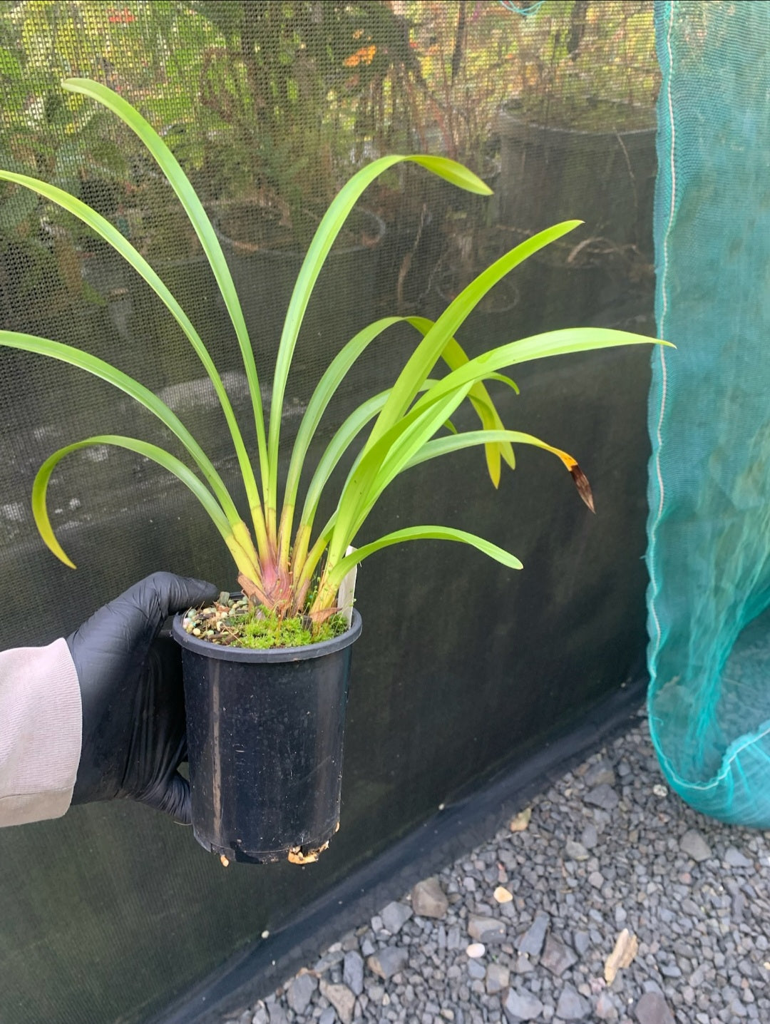 Cymbidium Strathdon 'Cooksbridge Fantasy' (Upright, red-pink, tri-petal/pelorid) Secondary image