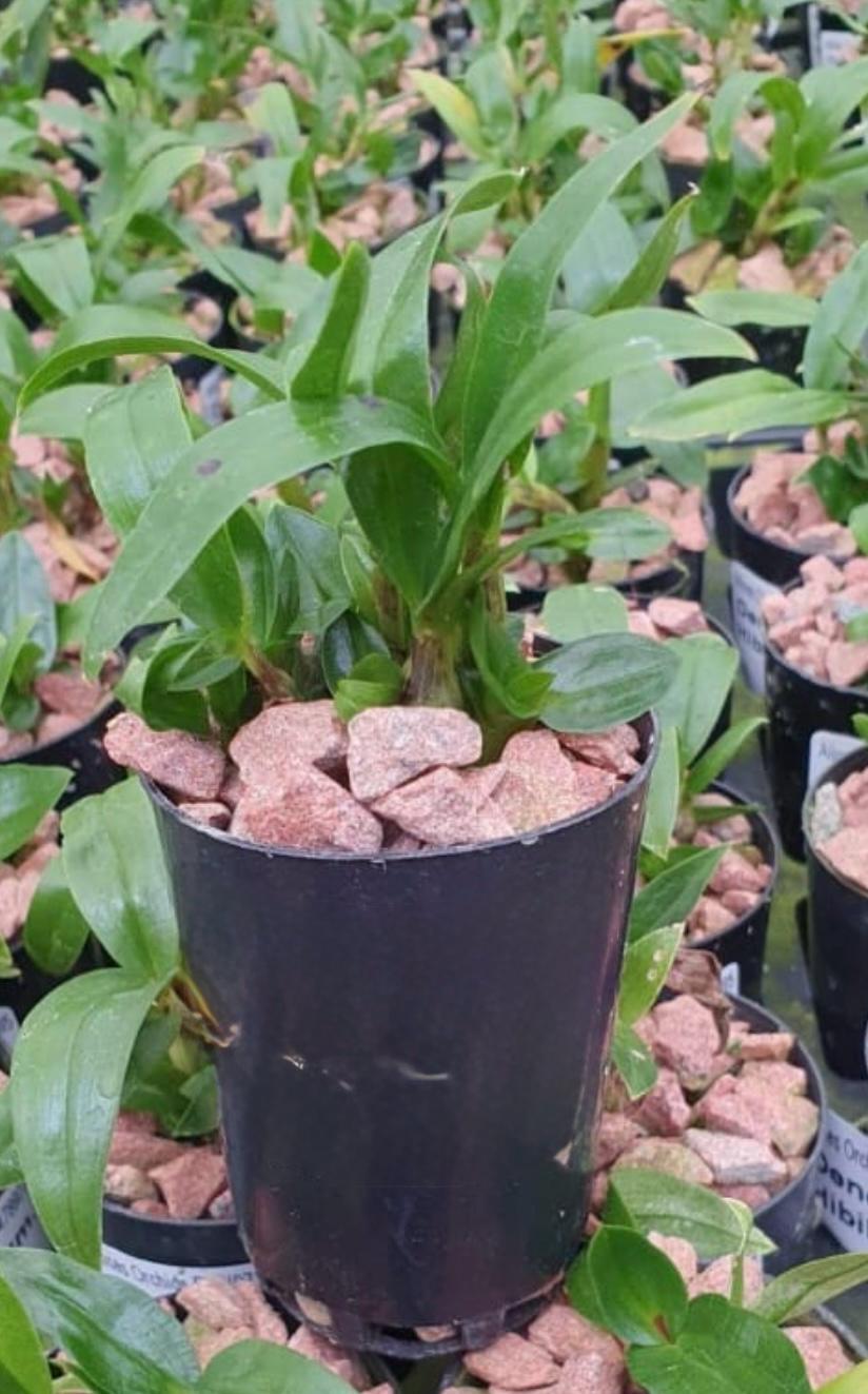 Den. Hibiki (bracteosum x laevifolium) Secondary image