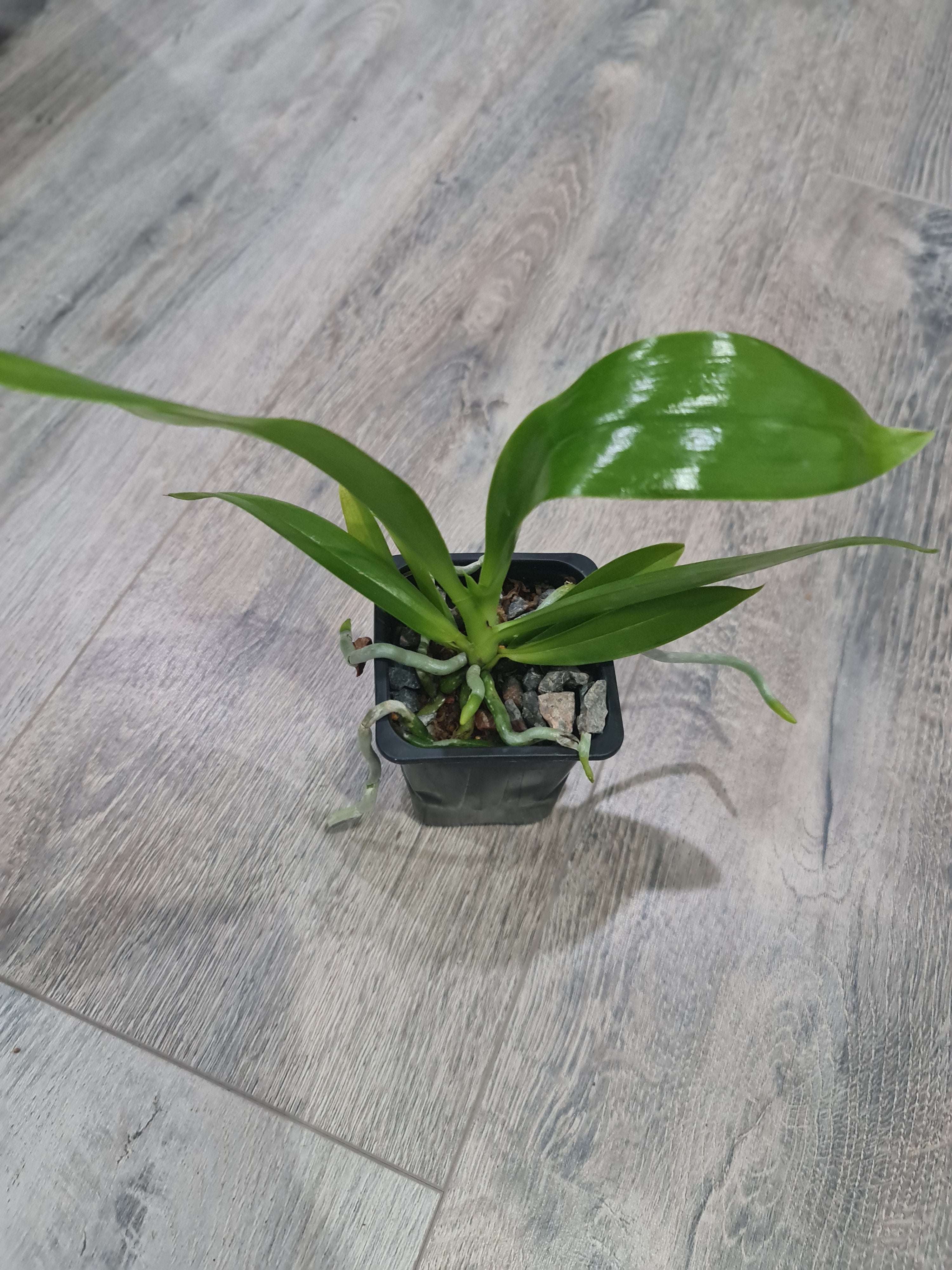 Phalaenopsis Hieroglyphica (Species from Philippines) (Copy)