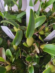 Laelia rubescens (Fragrant Species)
