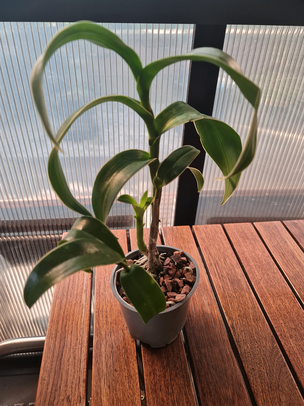 Dendrobium Burana Jade (Variegated Green) (Flowering Size)