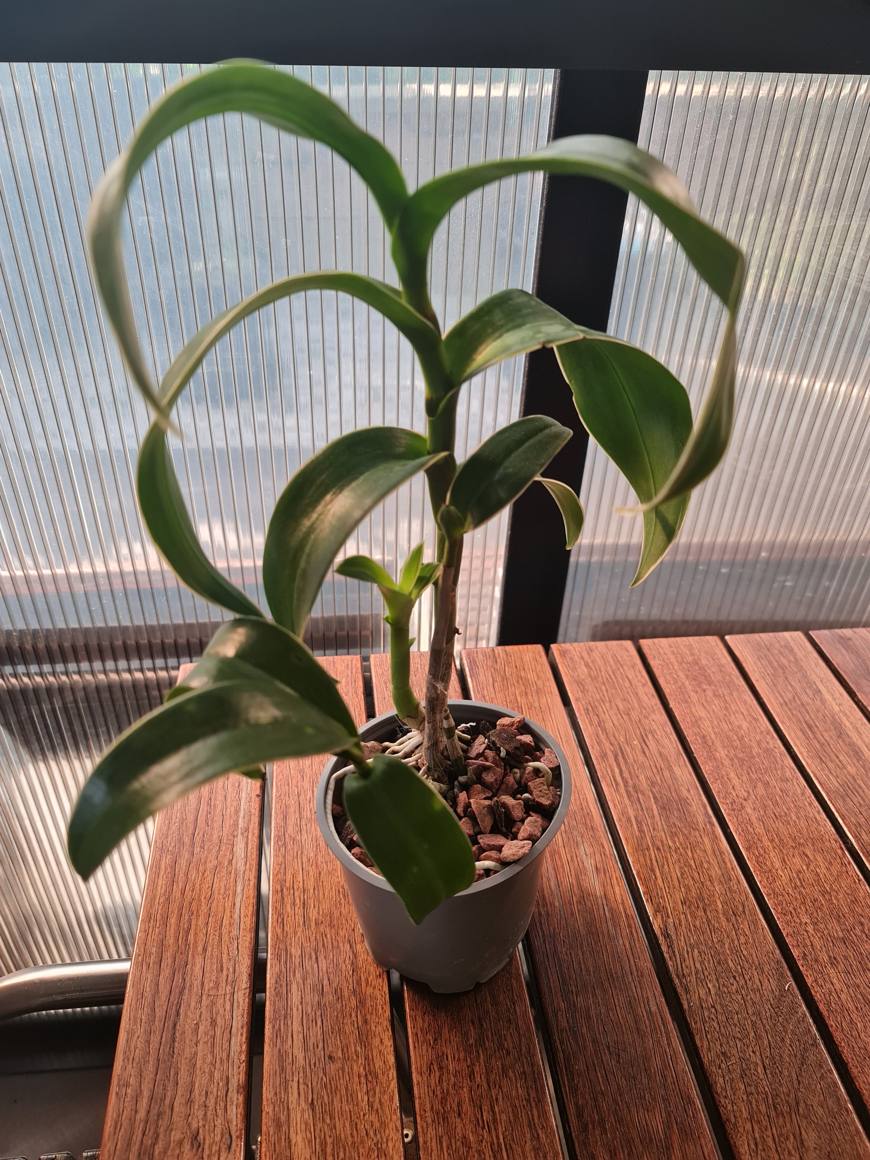 Dendrobium Burana Jade (Variegated Green) (Flowering Size)