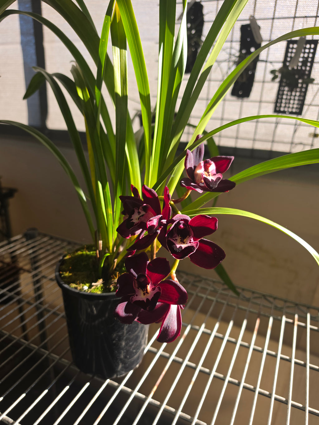 Cymbidium Kiwi Midnight 'Geyserland' FCC/AOS (In Spike)