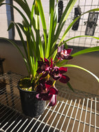 Cymbidium Kiwi Midnight 'Geyserland' FCC/AOS (In Spike)