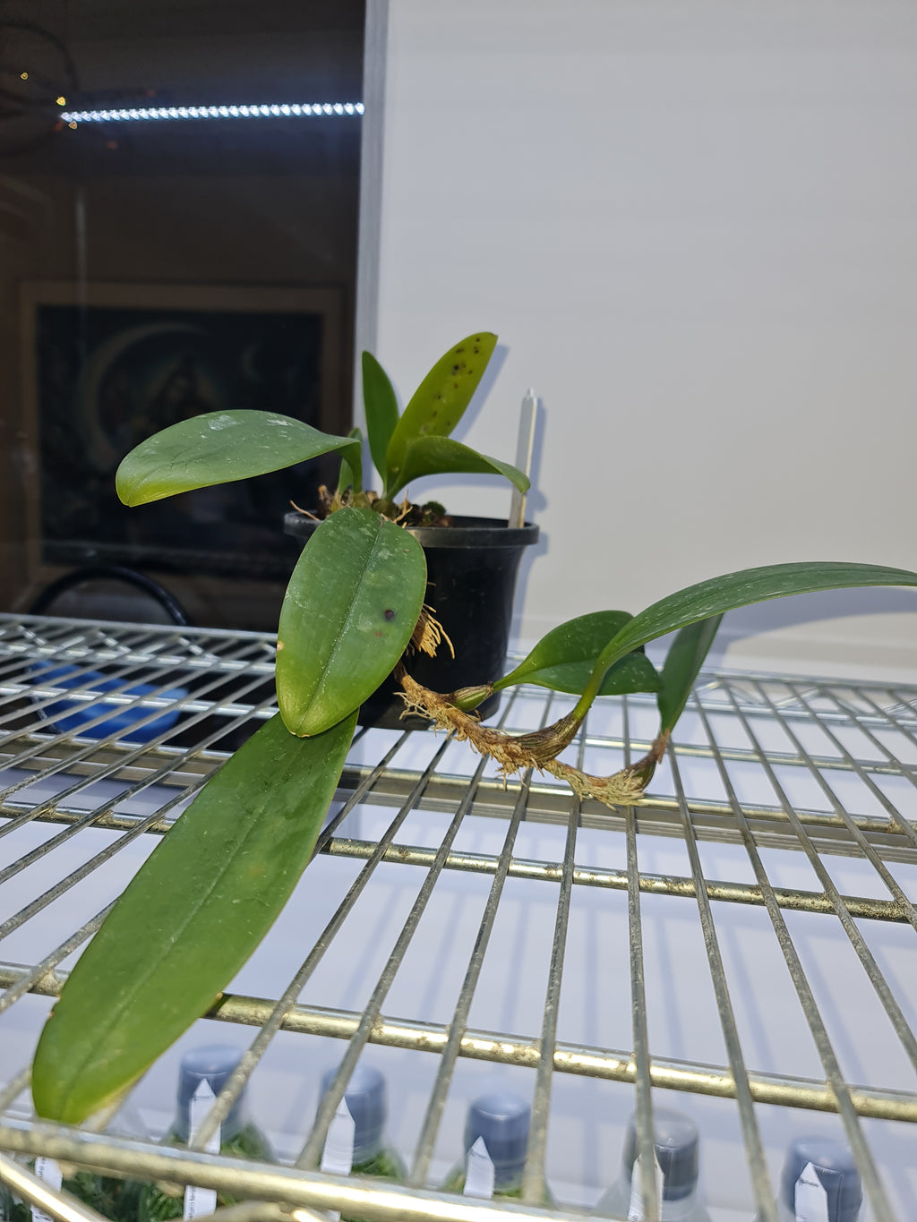 Bulbophyllum macranthum (The Large-Flowered Orchid)