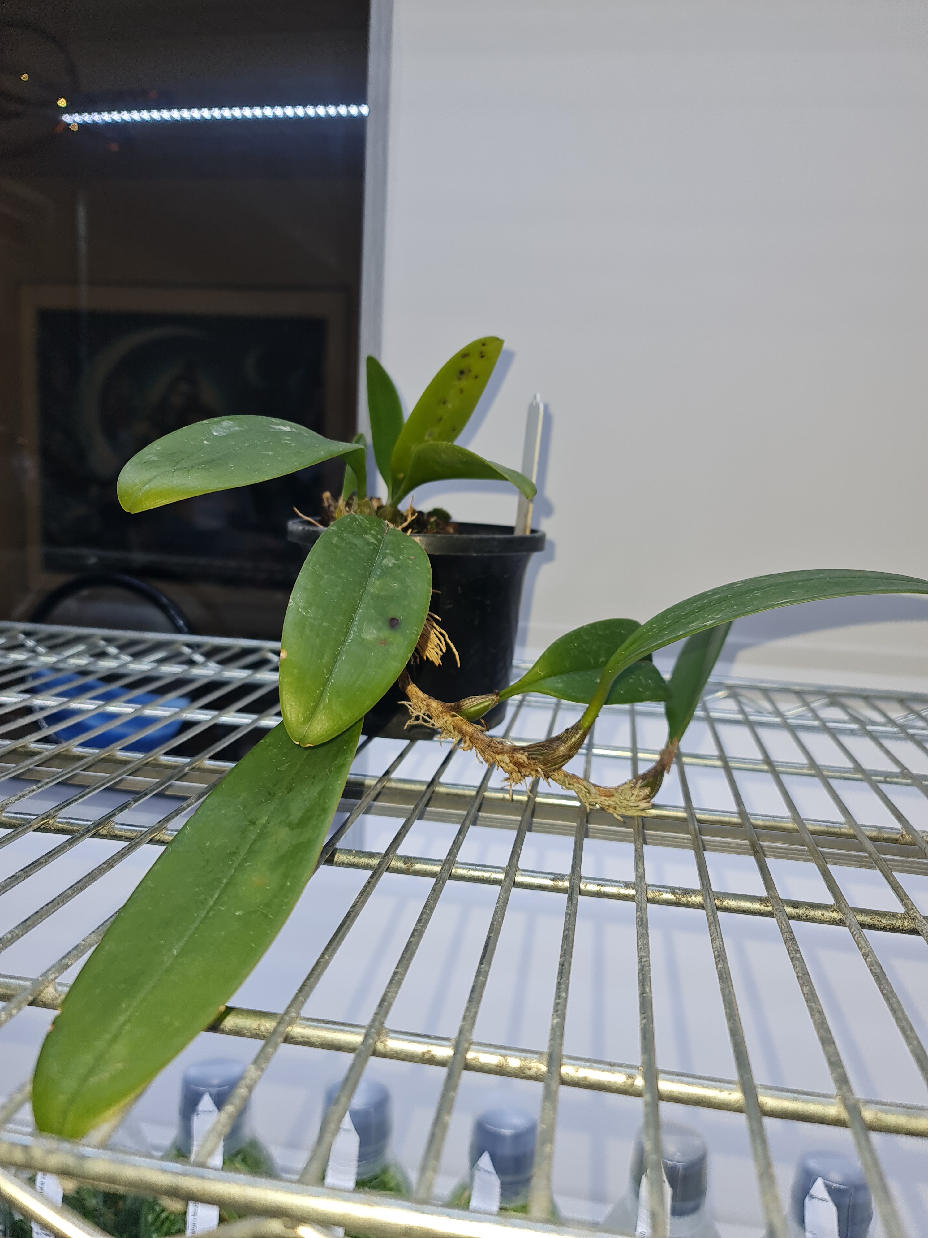 Bulbophyllum macranthum (The Large-Flowered Orchid)