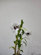 Dendrobium sanderae var. major (In flowers now)