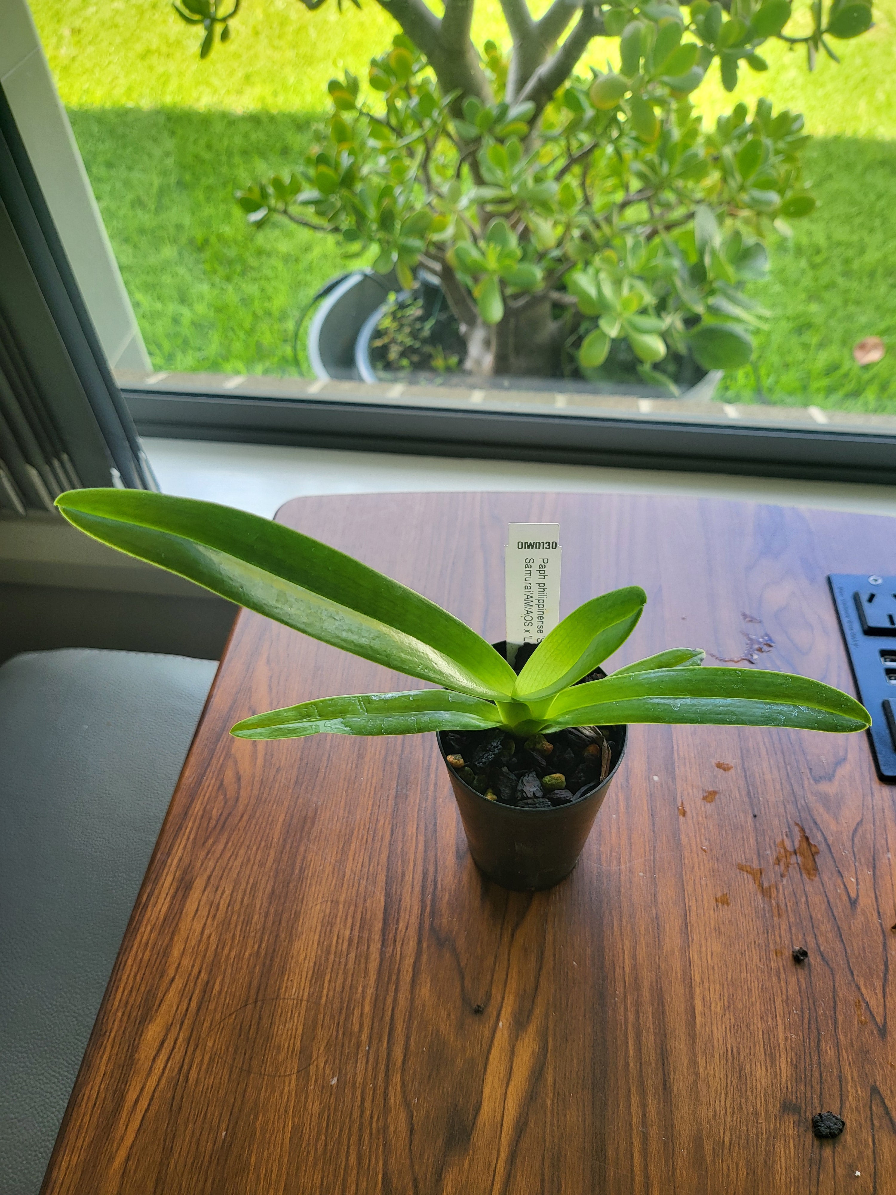 Paphiopedilum philippinense ('Seven Samurai 'AM/ AOS x Looming Terror)