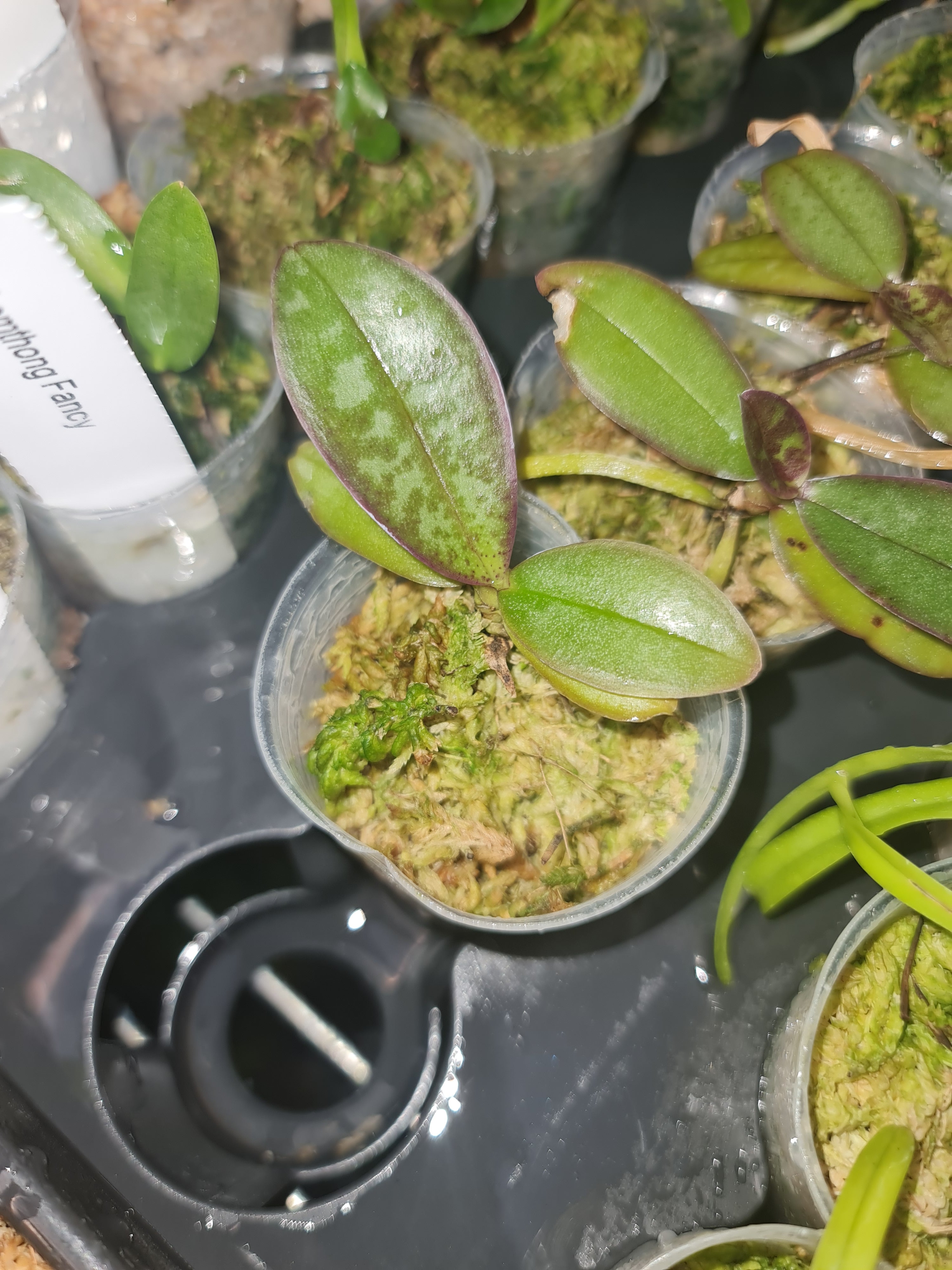 Phalaenopsis Schilleriana (Fragrant Species) Secondary image