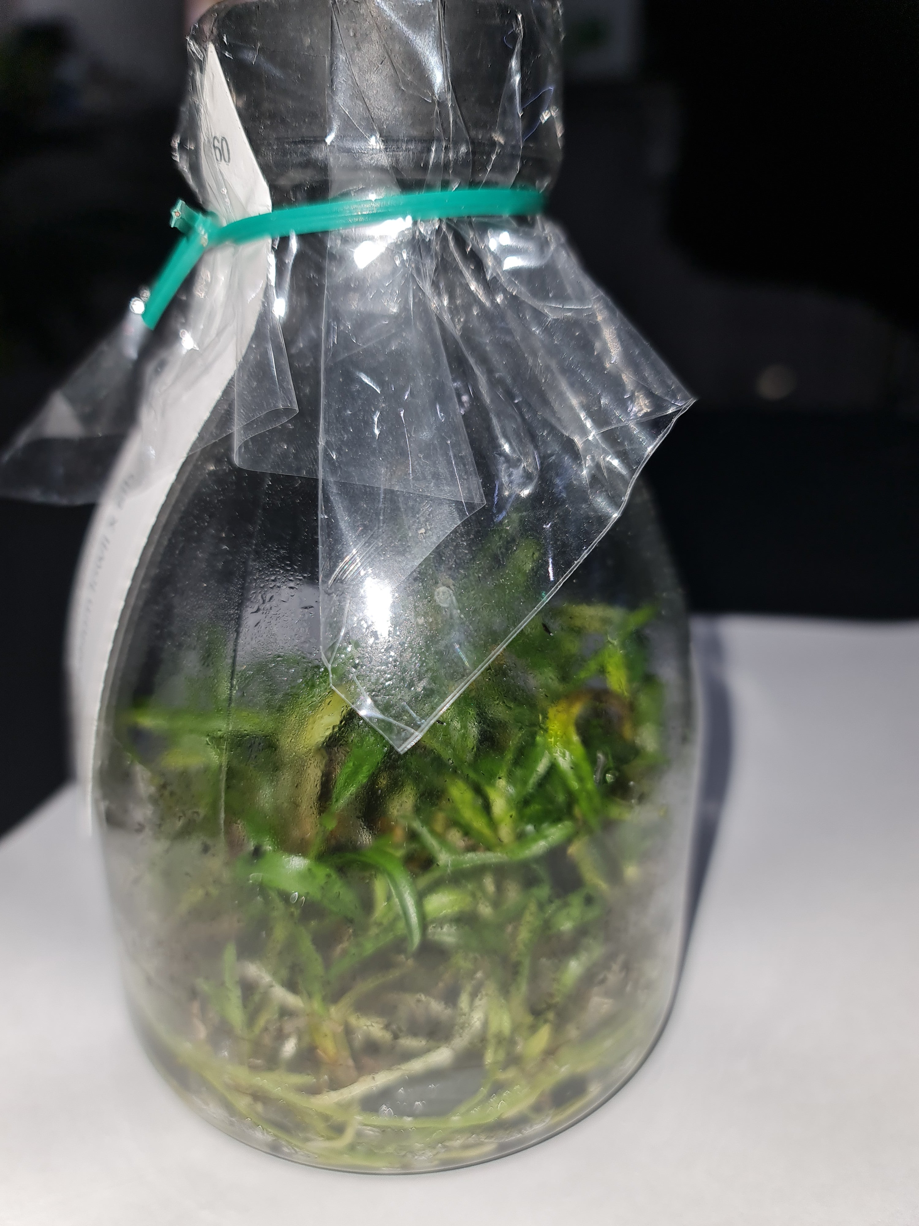 Dendrobium lowii (Species Flask - Conical) ex Taiwan