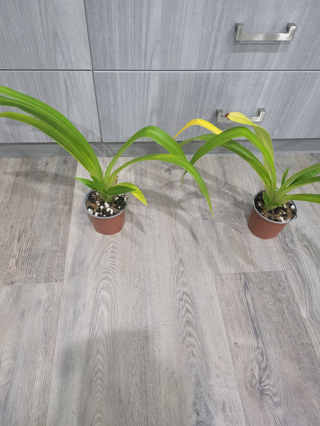 Phragmipedium longifolium