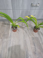 Phragmipedium longifolium