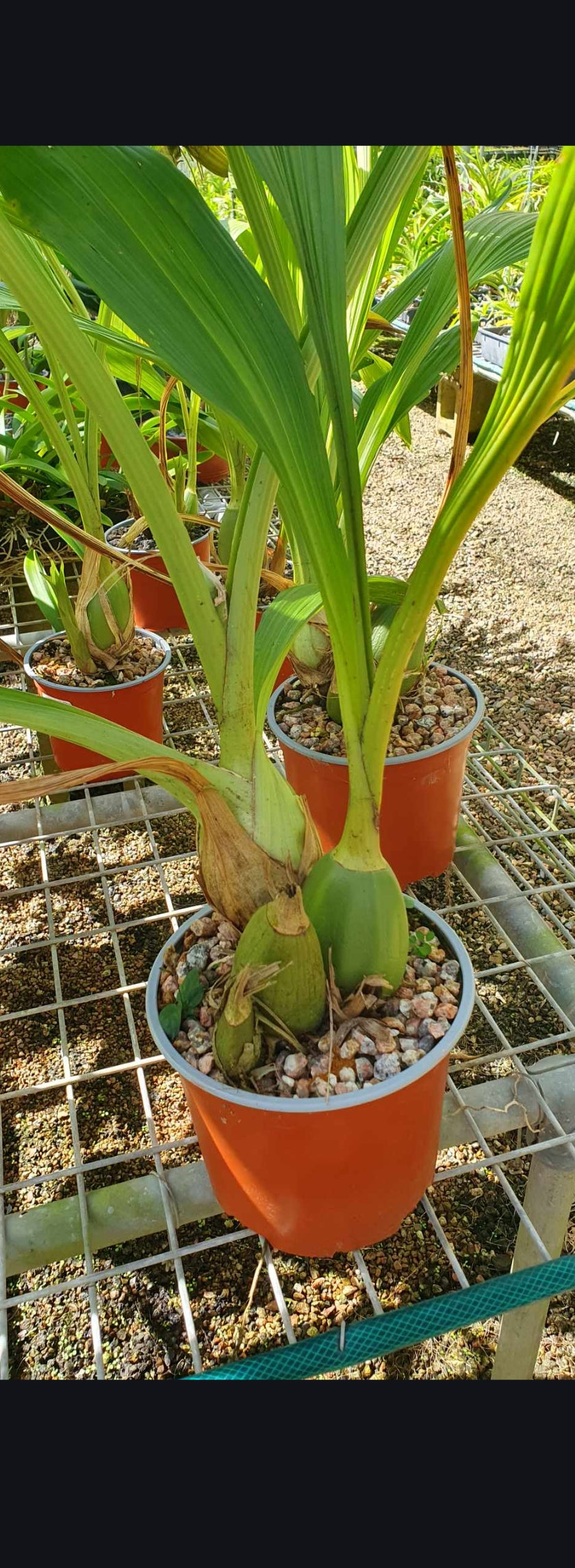 Peristeria elata (HOLY GOST ORCHID, VERY RARE FROM PANAMA)
