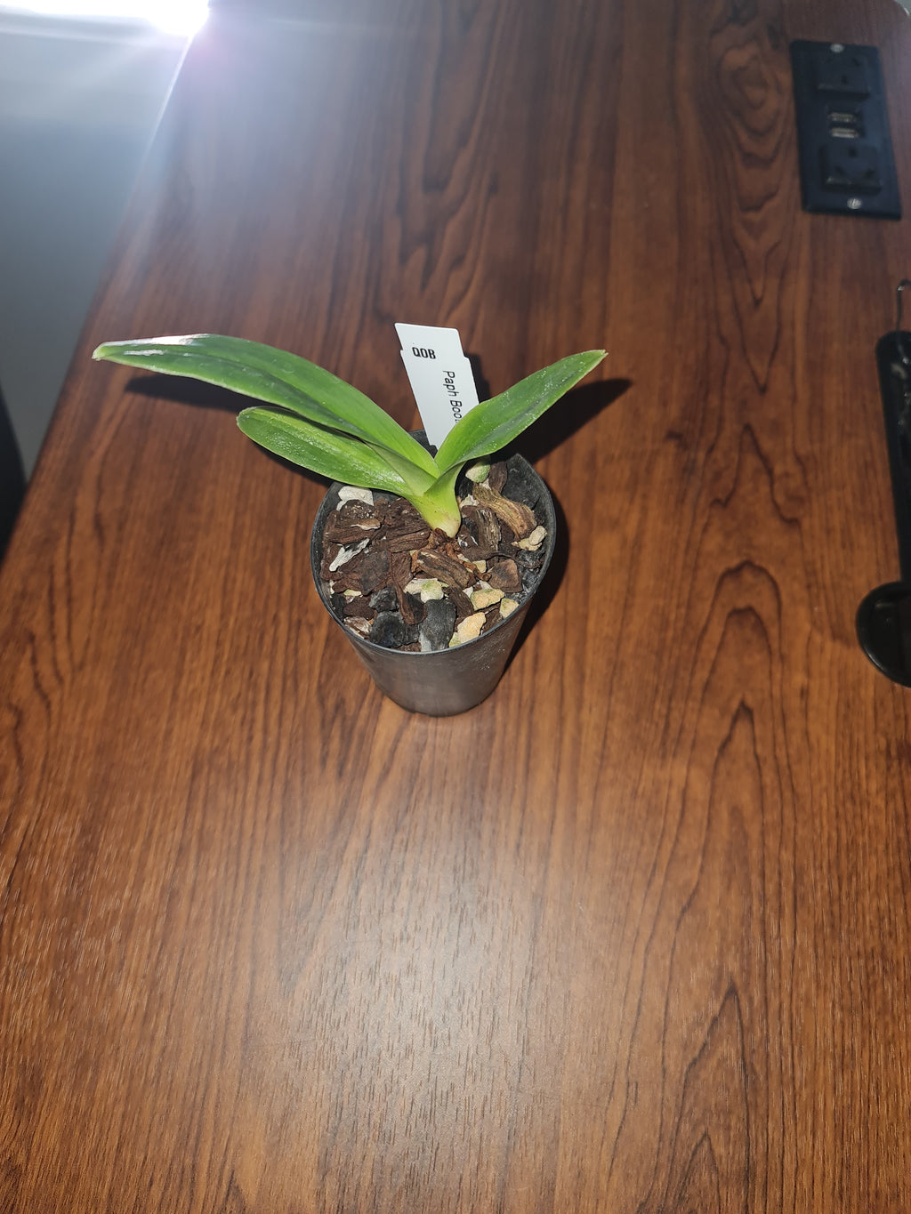 Paphiopedilum Booth's Sand Lady (Lady Isabel x sanderianum)