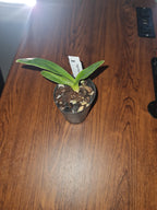 Paphiopedilum Booth's Sand Lady (Lady Isabel x sanderianum)
