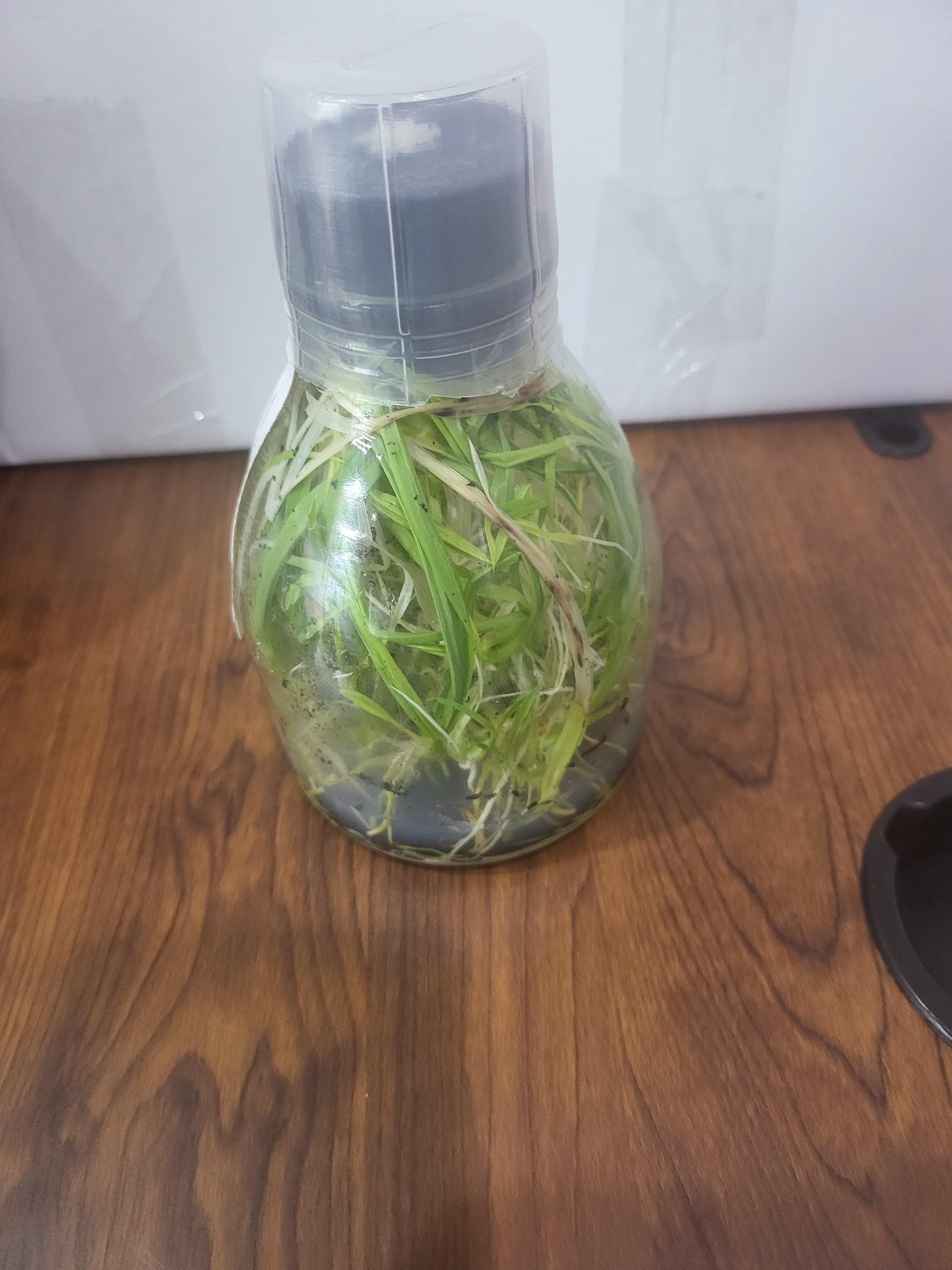 Flask - Clowesetum Penang Waltz Secondary image