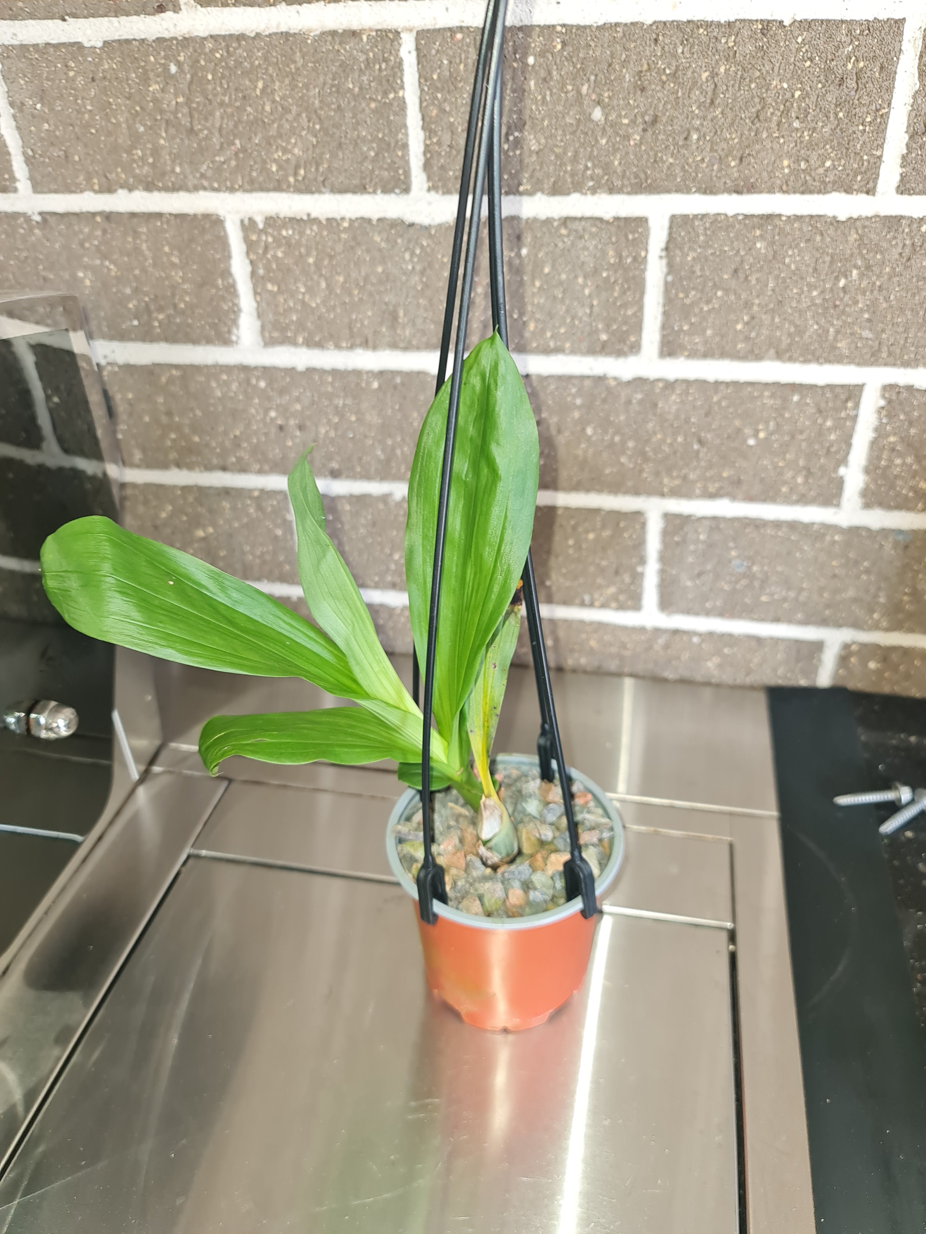 Catasetum Susan Fuchs (Mericlone) Secondary image